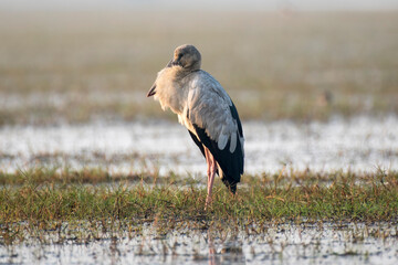 Asian open billed stork bird resting in the grass with use of selective focus 