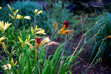 Arboretum Walkthrough Day With Ducks