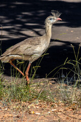 Close up red legged seriema or crested cariama (Cariama cristata) in the urban area of the city in Brazil