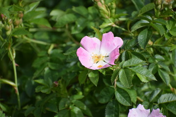 Pink Tea Rose