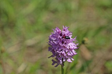 Blauschwarzer Kugelhalsbock (Dinoptera collaris) auf Dreizähnigem Knabenkraut (Neotinea tridentata).