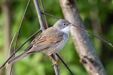 Whitethroat