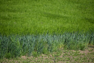 spring green Grain Field