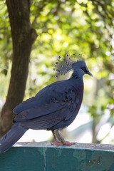 Kuala Lumpur Birds Park 