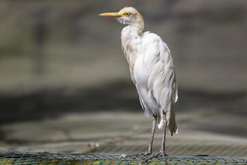 Kuala Lumpur Birds Park 