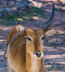 Gazelle aux cornes asym&eacute;triques. 