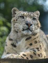 Obraz premium snow leopard