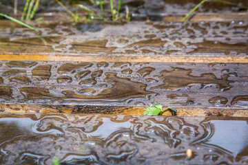 Water drops on oiled wooden flooring after rain