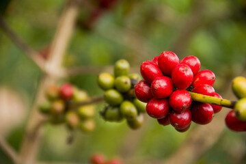 coffee farm
