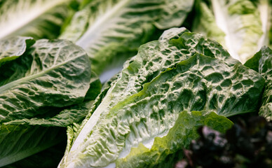 fresh green cabbage