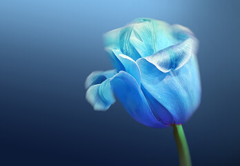 Tulip Floral Art, Blue Tulip Flower Background