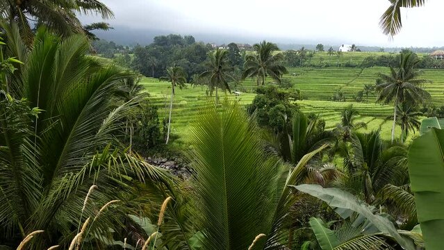 Jatiluwi, Bali, Indonesia The Jatiluwi rice terraces, a Unesco world heritage site.