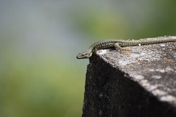 green Wall Lizard, turning the head in s-shape