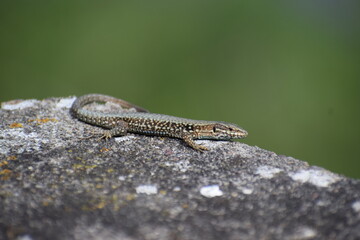 green Wall Lizard in the sun