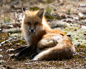 Red Fox Photo Stock. Fox Image. Close-up resting in the spring season displaying fox tail, fur, in its environment and habitat with a blur background and sun on its body.Picture. Portrait.