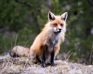 Red Fox Photo Stock. Fox Image. close-up profile view sitting and looking at camera with a blur forest background in its environment and habitat. Picture. Portrait.