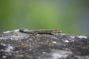 green Wall Lizard on a wall