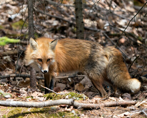Red Fox Photo Stock. Fox Image. Close-up profile side view in the spring season displaying fox tail, fur, in its environment and habitat with a blur foliage background.  Picture. Portrait. Photo.