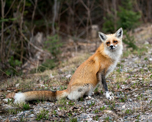 Red Fox Photo Stock. Fox Image. close-up profile view sitting and looking at camera with a blur forest background in its environment and habitat. Picture. Portrait.