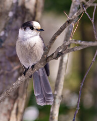 Obraz premium Gray Jay Photo and Image. Close-up profile front view perched on tree branch with a blur forest background in its environment and habitat surrounding, displaying grey feather plumage wings and tail.