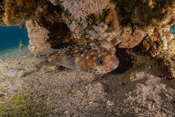 Fish swimming in the Red Sea, colorful fish, Eilat Israel
