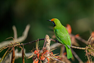 Golden-fronted leaf bird from satchori forest, sylhet, bangladesh