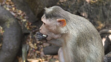 Grey monkey eating banana fruit close up