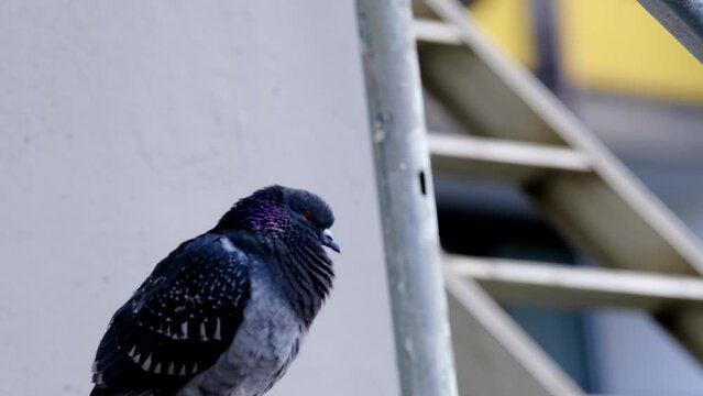 Feral pigeons, Columba livia domestica, street pigeons sits on a metal structure, concept ornithology, birds of Germany, fauna natural zones temperate of europe, nature protection