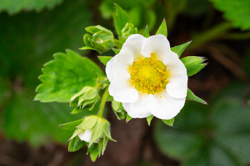 Detailed capture of a flower of a strawberry (Fragaria)