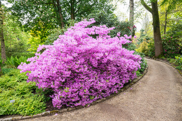 Pink flowering Rhododendron along a walking path in botanical garden 