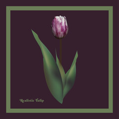 Realistic Tulip flower on dark background. Vector illustration for your design