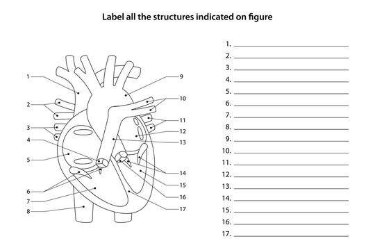 Human Anatomy Worksheet. Label all the structures indicated on figure. Heart and blood vessels.