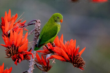 vernal hanging parakeet parrot from satchori forest, sylhet, bangladesh