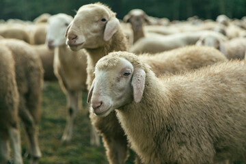 Obraz premium sheep shearer 
