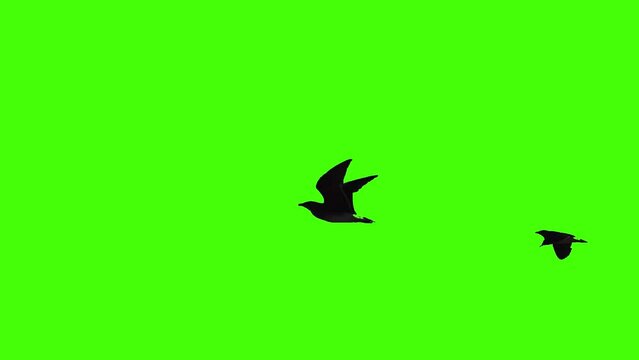 Flying bird on green screen isolated with chroma key, real shot