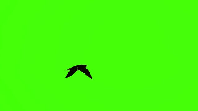 Flying bird on green screen isolated with chroma key, real shot