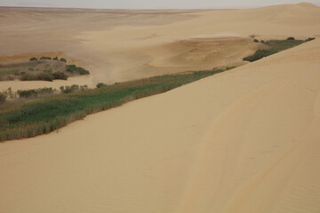 The Valley with plants and desert