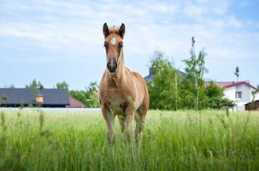 A one-year-old foal, grazing in a pasture.