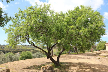 Prunus dulcis tree in spring, Italy