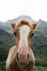 potro caballo marron y blanco retrato cerca montaña de fondo - obrazy, fototapety, plakaty
