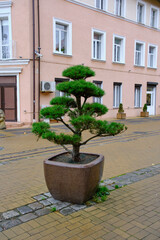 Fototapeta na wymiar Green banzai tree is planted in city of po in middle of street.
