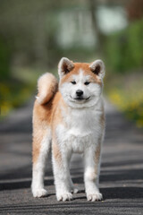 akita inu puppy in the park