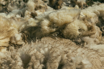 Obraz premium sheep shearer