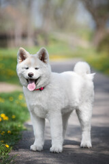 portrait of a white akita inu puppy 