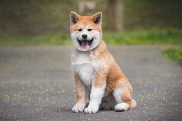 Naklejka na ściany i meble Portrait of a small puppy purebred Japanese dog Akita inu in the park