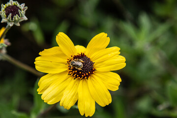bee on yellow flower
