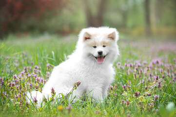 Portrait of a white akita inu puppy. Happy dog outdoors in summer. Fluffy akita inu dog