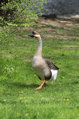 Chinese goose in Kosice, Slovakia
