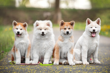 Four puppies of Japanese akita-inu breed dog