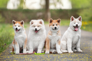 Naklejka na ściany i meble Four puppies of Japanese akita-inu breed dog